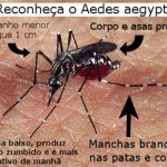 DENGUE | Sintomas e tratamento