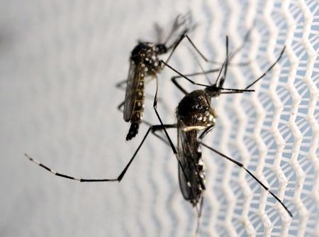 Mosquitos Aedes aegypti são vistos dentro de laboratório em Campinas, Brasil